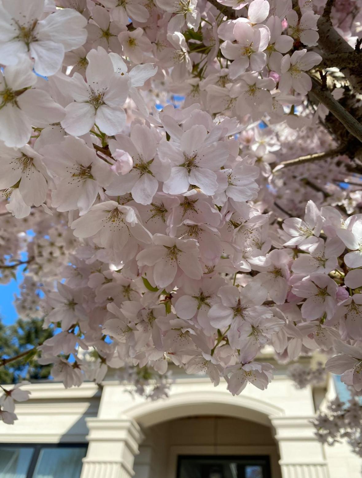 Vancouver Shangrila House Ричмънд Екстериор снимка